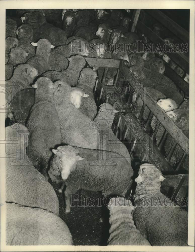Load image into Gallery viewer, 1946 Press Photo Lambs Forced to Market Due to Corn Shortage - nox27529
