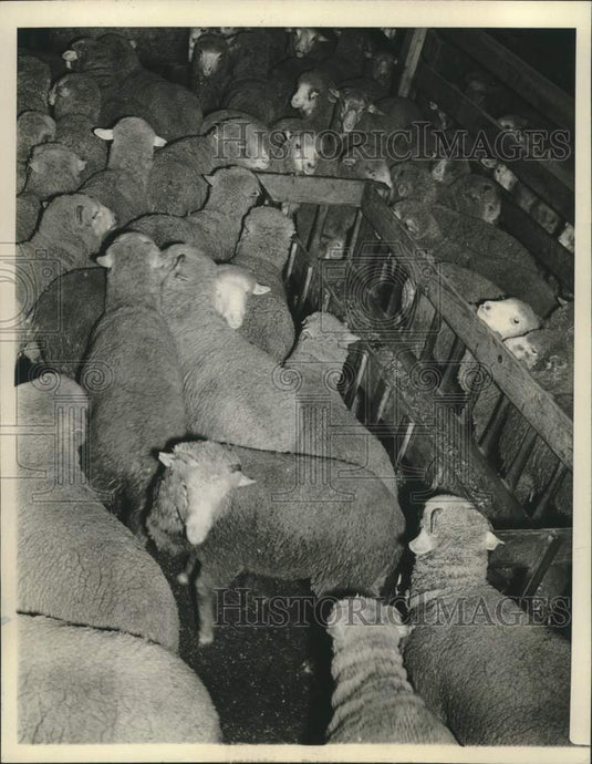 1946 Press Photo Lambs Forced to Market Due to Corn Shortage - nox27529