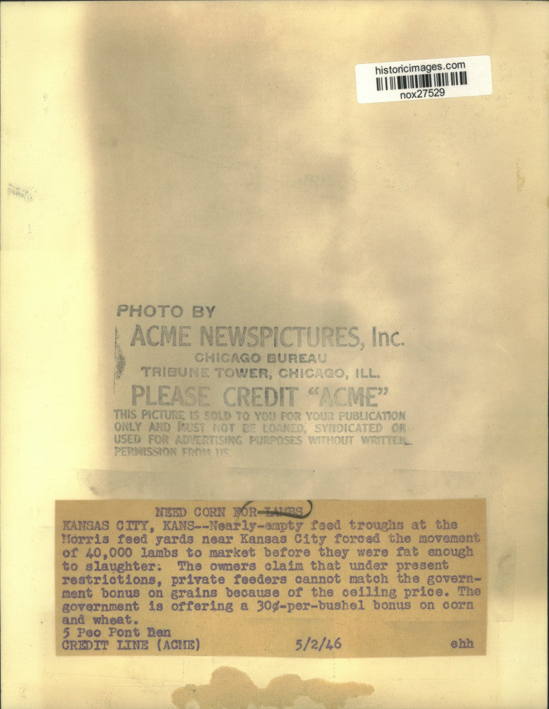Load image into Gallery viewer, 1946 Press Photo Lambs Forced to Market Due to Corn Shortage - nox27529
