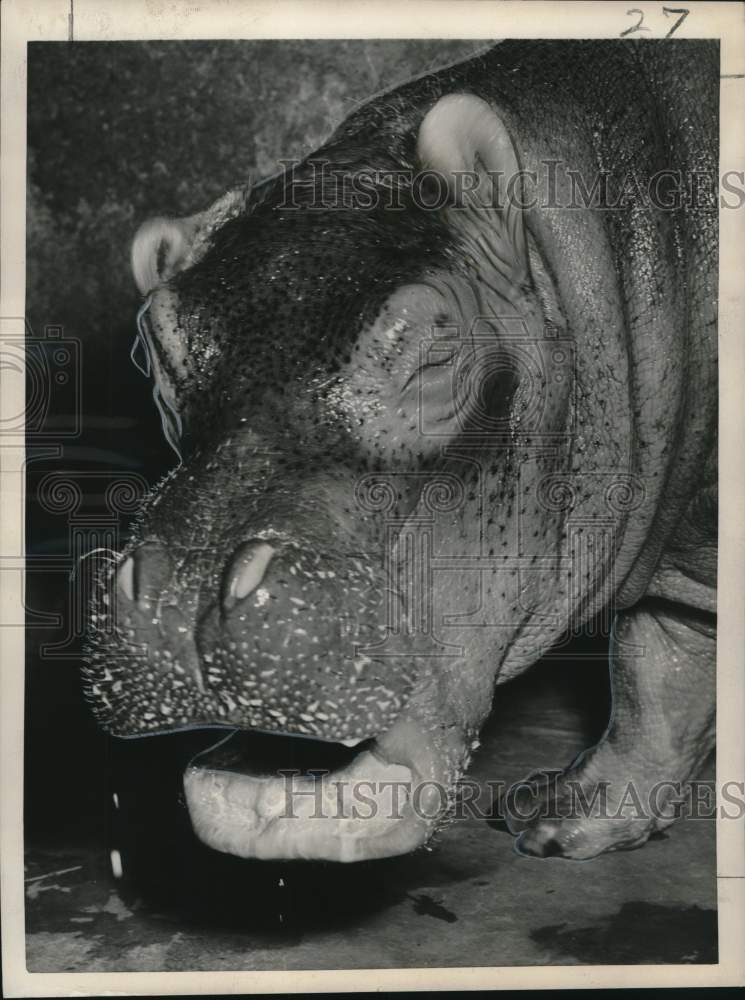 Load image into Gallery viewer, 1953 Press Photo Baby Hippo "Peter the Second" at Bronx Zoo, New York
