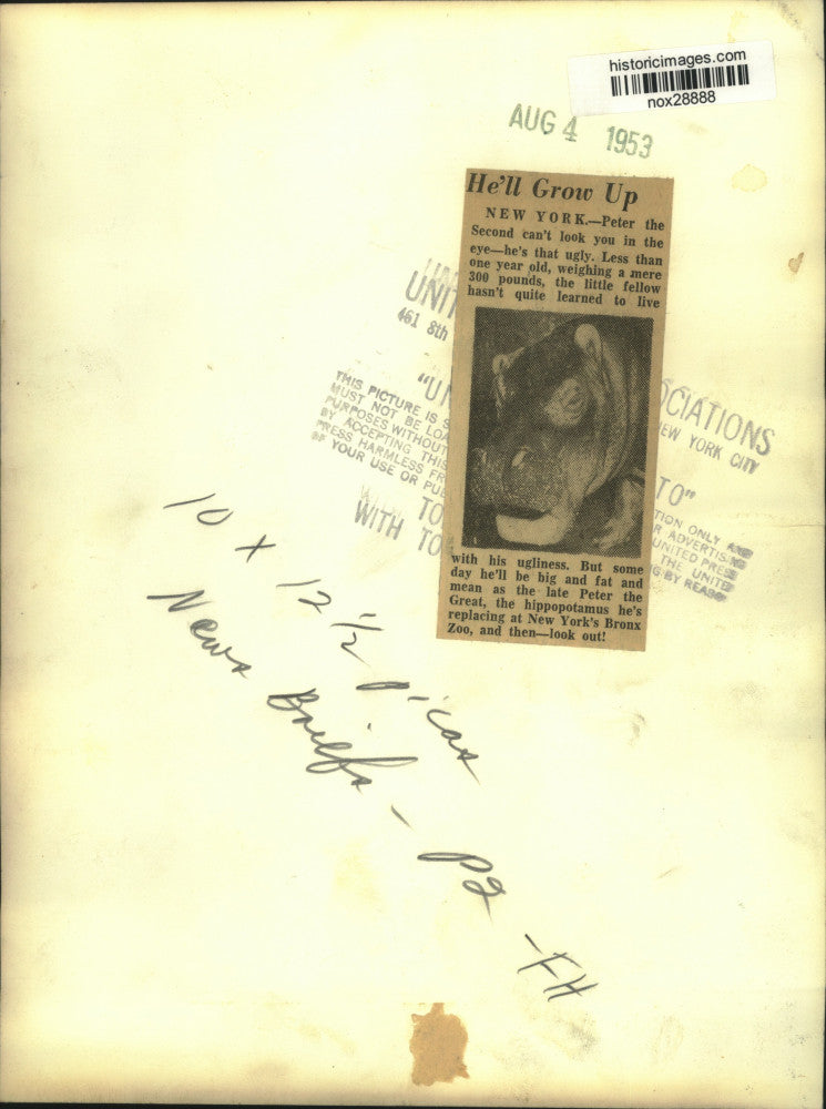 Load image into Gallery viewer, 1953 Press Photo Baby Hippo "Peter the Second" at Bronx Zoo, New York
