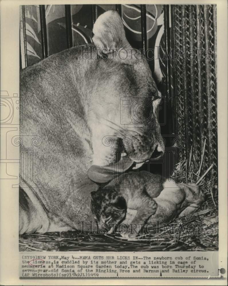 Load image into Gallery viewer, 1959 Press Photo Ringling Bros. and Barnum &amp; Bailey Circus Lion with Newborn Cub
