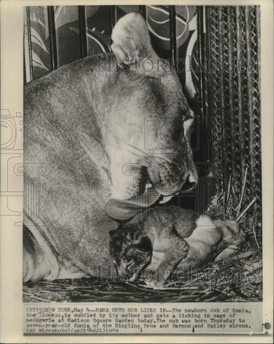 1959 Press Photo Ringling Bros. and Barnum & Bailey Circus Lion with Newborn Cub