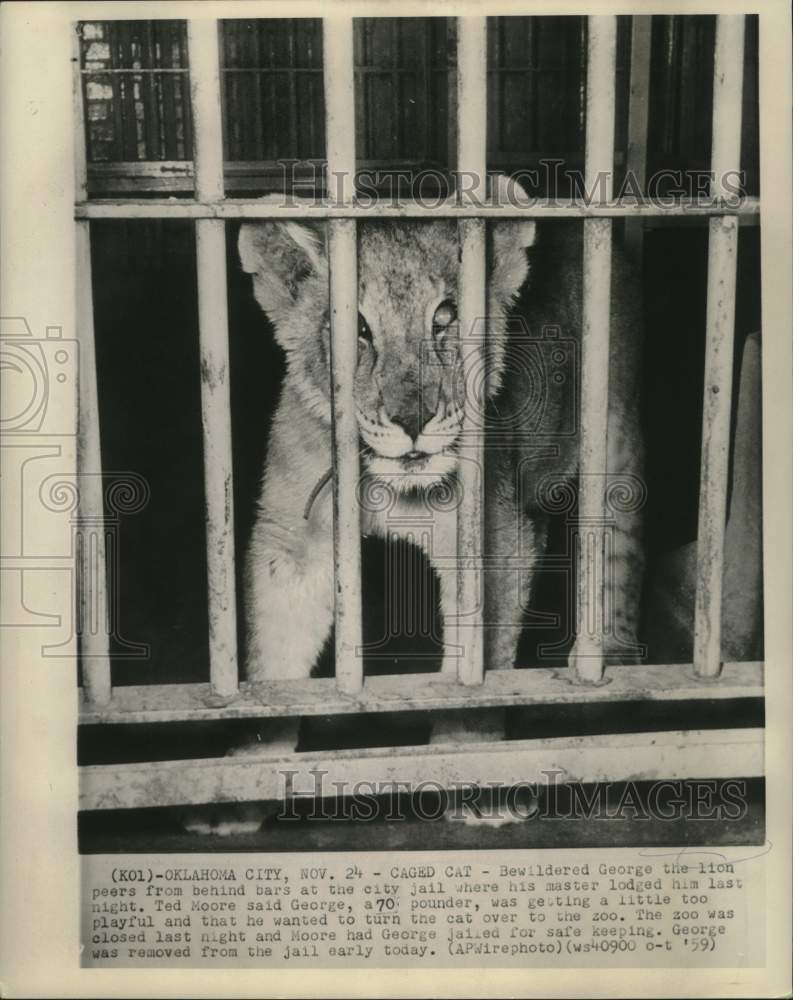 1959 Press Photo Owner Puts Lion in Oklahoma City Jail - nox29583