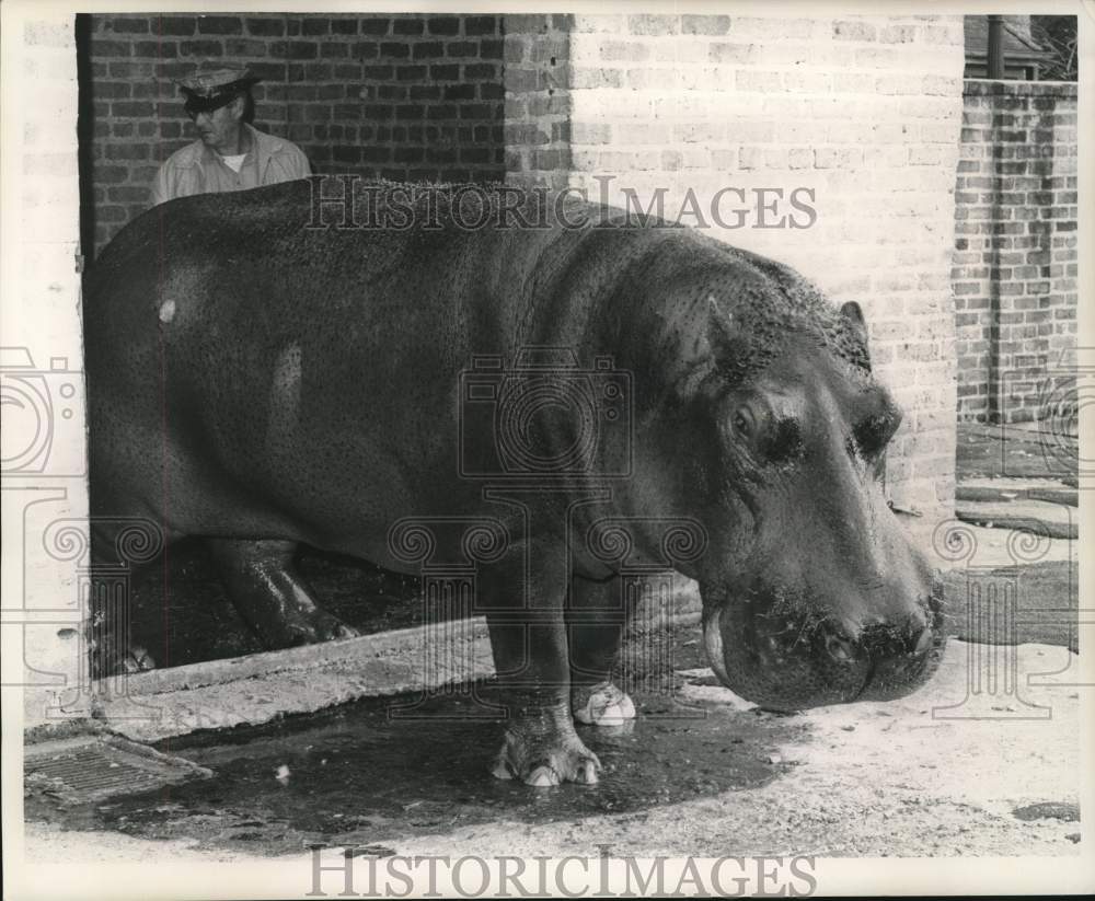 1963 Press Photo A man ushers out a large hippopotamus - nox29688