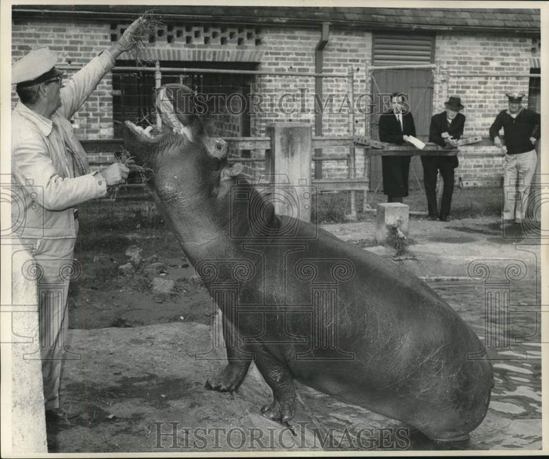 Load image into Gallery viewer, 1963 Press Photo Spectators watch as a large hippo is hand fed hay - nox29689
