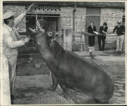 1963 Press Photo Spectators watch as a large hippo is hand fed hay - nox29689
