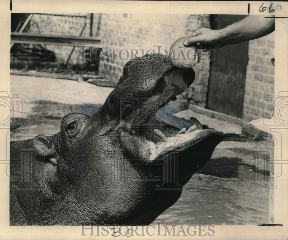 1965 Press Photo A hippopotamus opens its mouth to retrieve a snack - nox29691