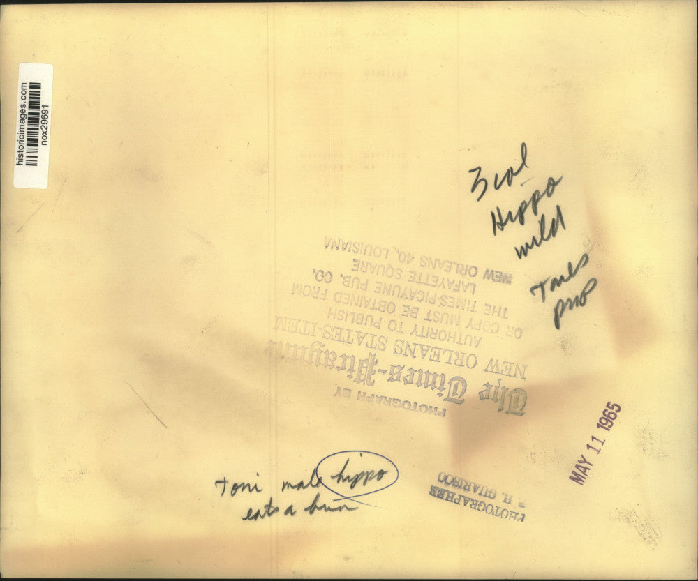 1965 Press Photo A hippopotamus opens its mouth to retrieve a snack - nox29691