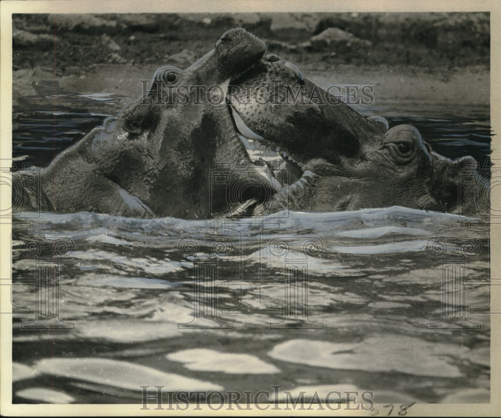 1975 Press Photo Two hippos battle it out in the water - nox29692