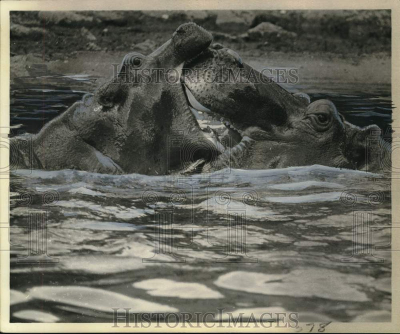 Load image into Gallery viewer, 1975 Press Photo Two hippos battle it out in the water - nox29692
