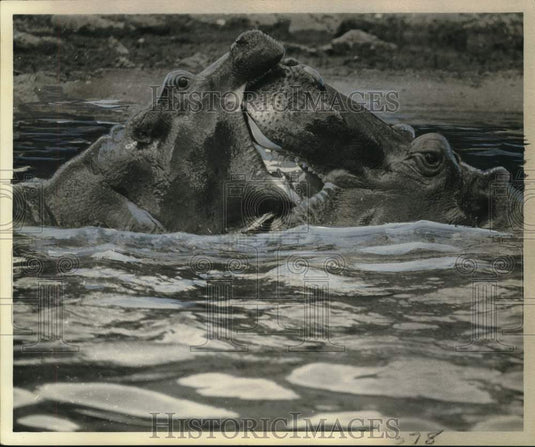1975 Press Photo Two hippos battle it out in the water - nox29692