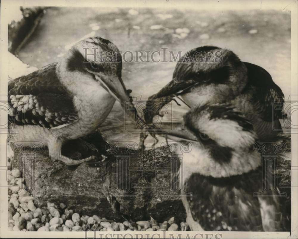 1958 Press Photo Giant Laughing Kingfishers Fight over Dinner at Bronx Zoo