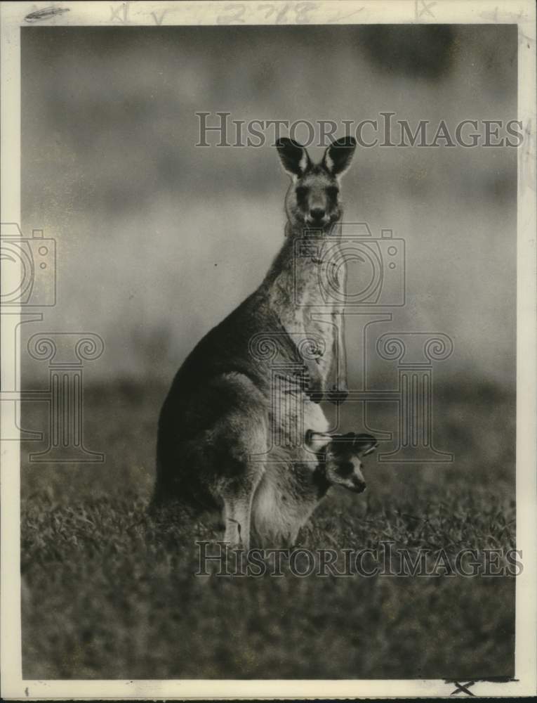 1977 Press Photo Eastern Grey Kangaroo &amp; Her Joey on &quot;The Wonderful Kangaroo&quot;