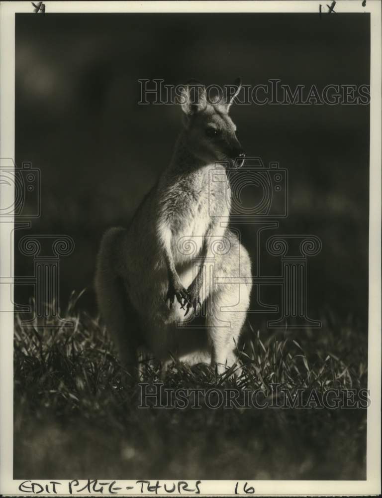 1977 Press Photo Red-Necked Wallaby on &quot;The Wonderful Kangaroo&quot; - nox30311