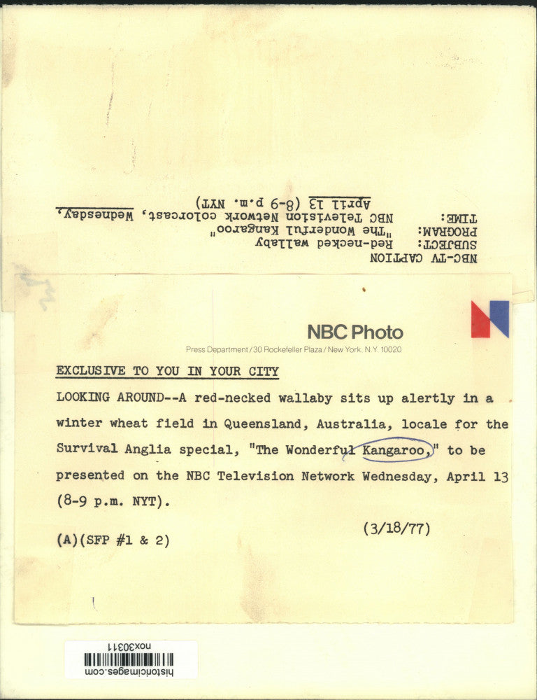 1977 Press Photo Red-Necked Wallaby on "The Wonderful Kangaroo" - nox30311