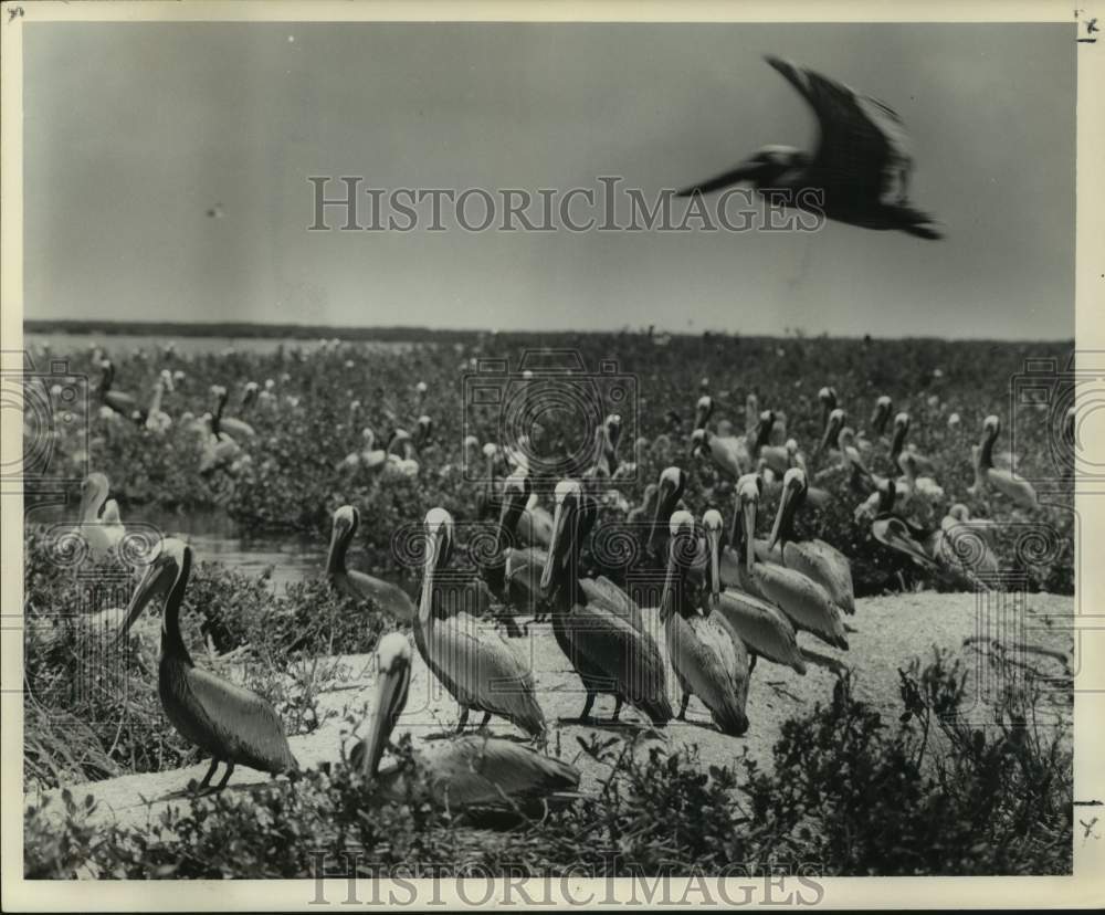 1959 Press Photo Colony of Pelicans - nox33314