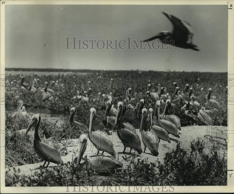 Load image into Gallery viewer, 1959 Press Photo Colony of Pelicans - nox33314

