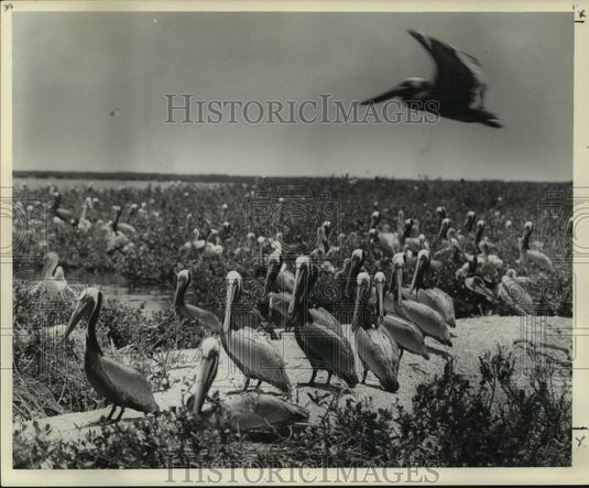 1959 Press Photo Colony of Pelicans - nox33314
