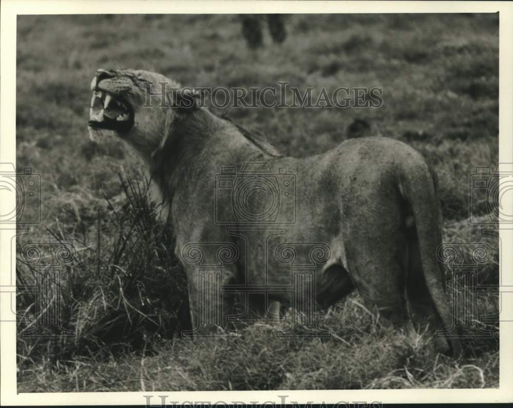 1987 Press Photo Lion in &quot;Mysteries of the Rock-Dwelling Predators&quot; - nox35663