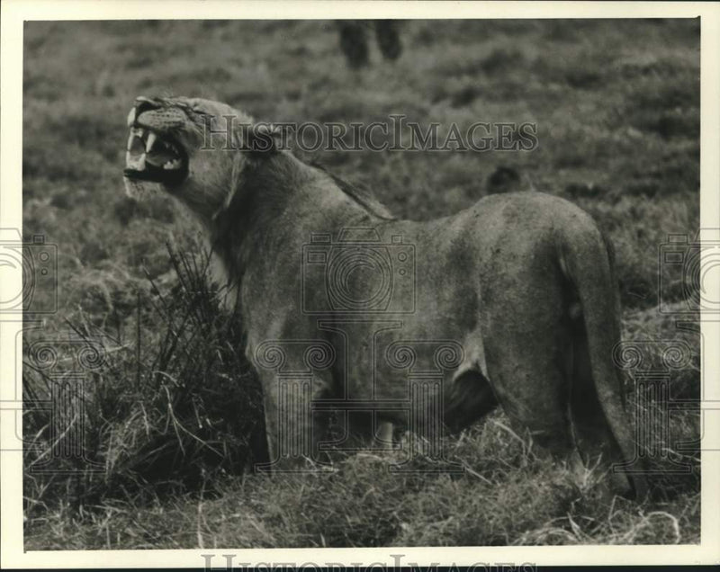 Load image into Gallery viewer, 1987 Press Photo Lion in "Mysteries of the Rock-Dwelling Predators" - nox35663
