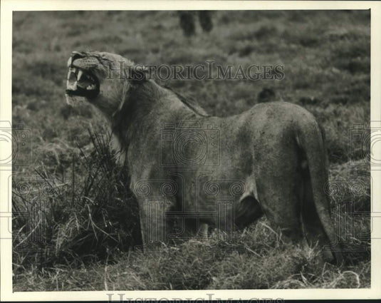 1987 Press Photo Lion in "Mysteries of the Rock-Dwelling Predators" - nox35663