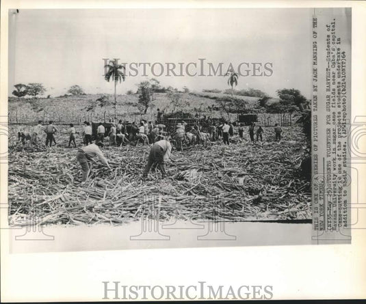1964 Press Photo Havana University students volunteer to work the sugar harvest.