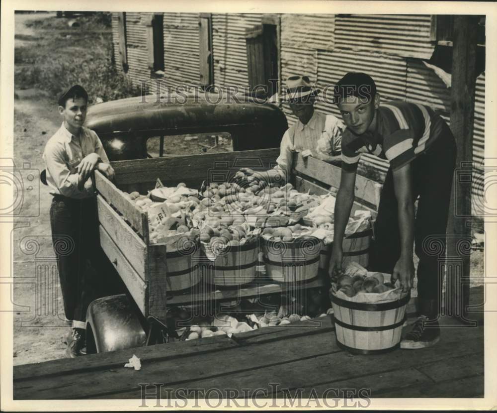 1952 Press Photo Unloading peaches at the packing shed at Hilly, Louisiana.