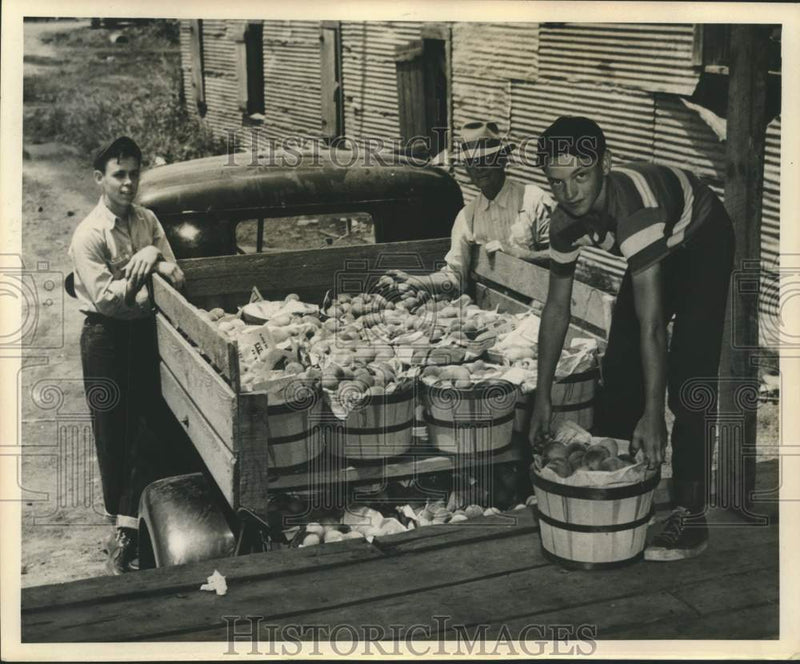 Load image into Gallery viewer, 1952 Press Photo Unloading peaches at the packing shed at Hilly, Louisiana.
