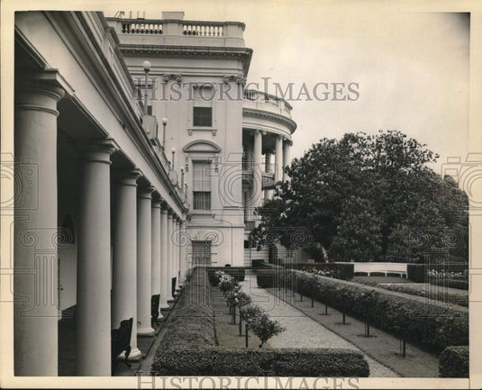 1953 Press Photo Rose Bushes on the White House South Grounds, Washington, D.C.- Historic Images