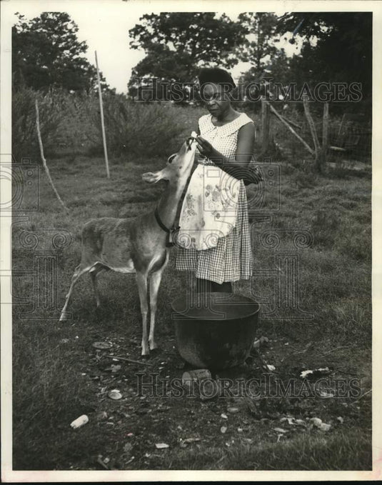 1964 Press Photo Pet Doe Venus Gets a Tidbit, Sparkman, Arkansas - nox50987- Historic Images