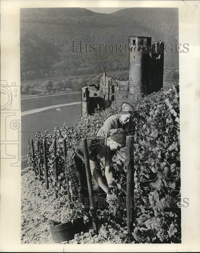 1962 Press Photo Grape Pickers in German Vineyard, Near Castle - nox54797