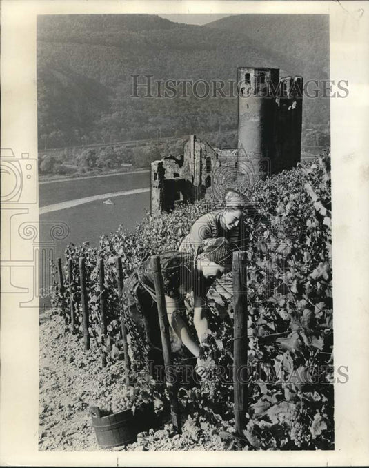 1962 Press Photo Grape Pickers in German Vineyard, Near Castle - nox54797