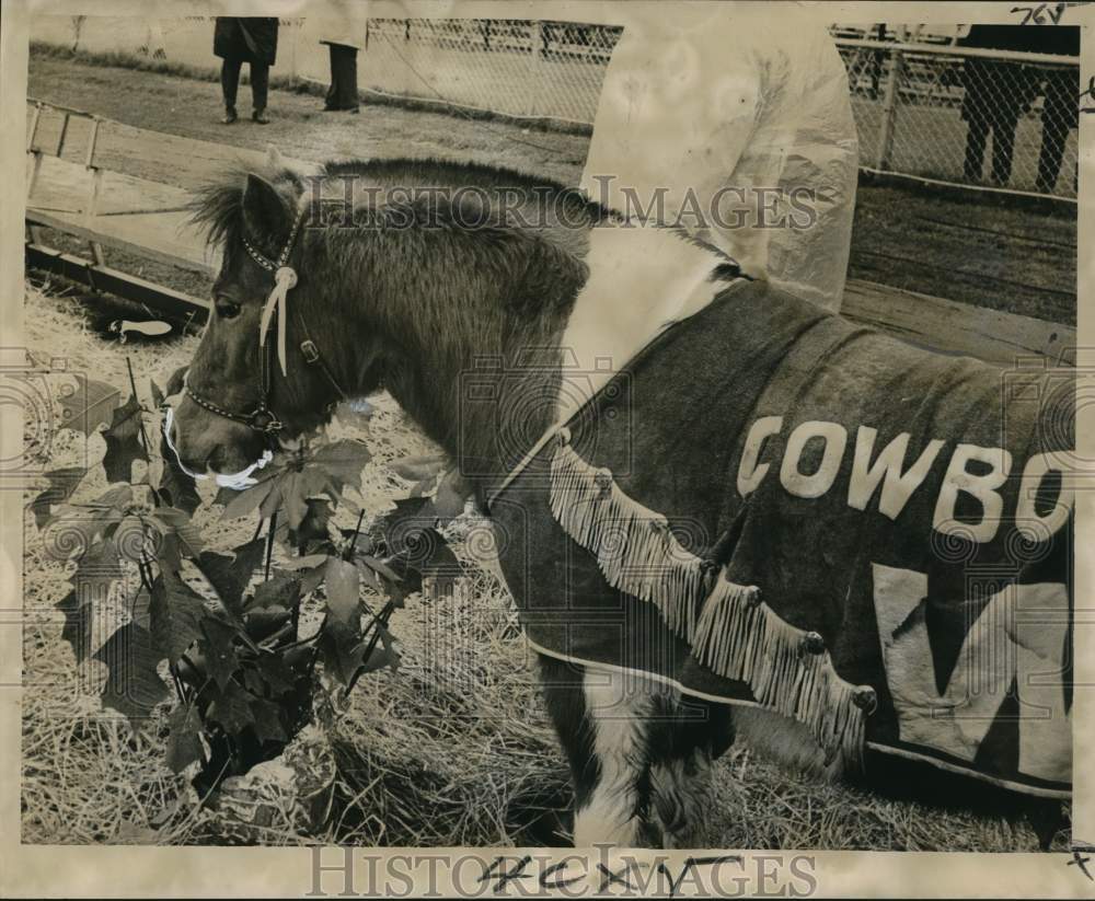 1968 Press Photo Wyoming Football Mascot Cowboy Joe Eats Poinsettias - nox55870- Historic Images