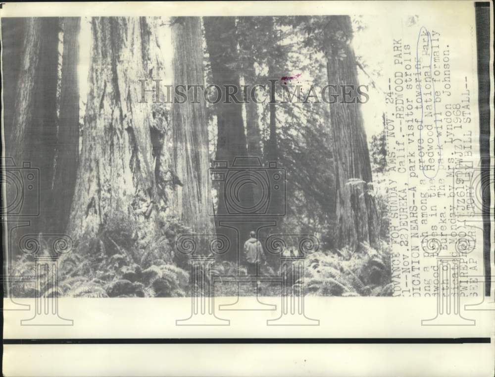 1968 Press Photo Visitor strolls path in California&#39;s Redwood National Park.- Historic Images