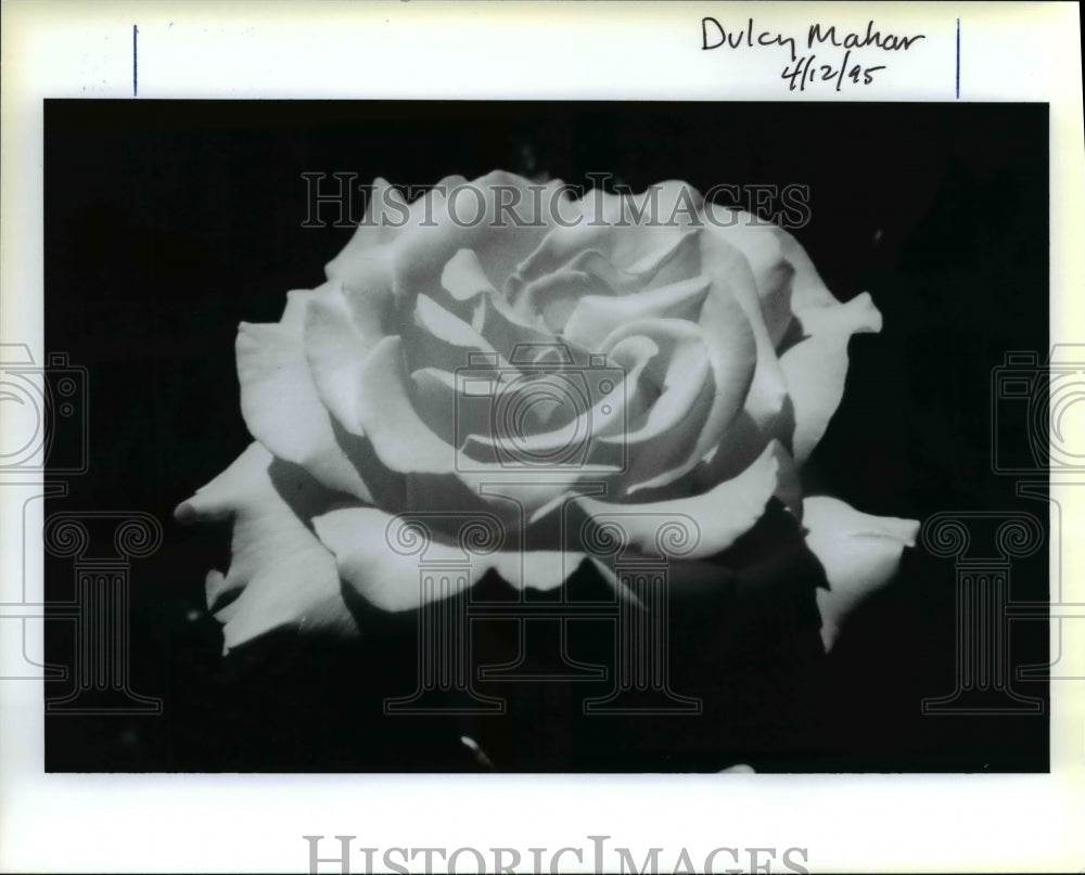 1995 Press Photo Peace Rose, Flower And Shrub Garden - orb11657- Historic Images