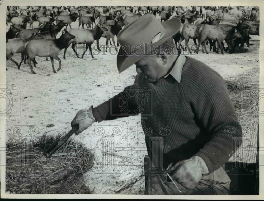 1970 Press Photo Bill Blanchard assistant refuge manager spills hay for elks- Historic Images