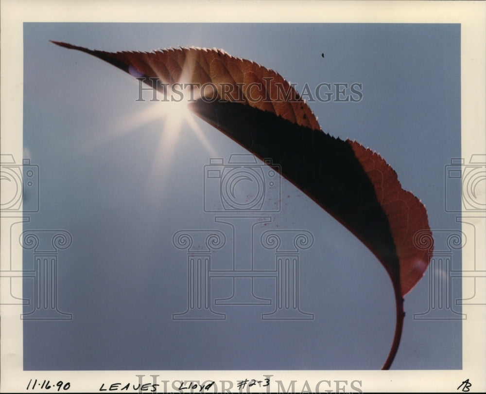 1990 Press Photo A red leaf - orb74345- Historic Images