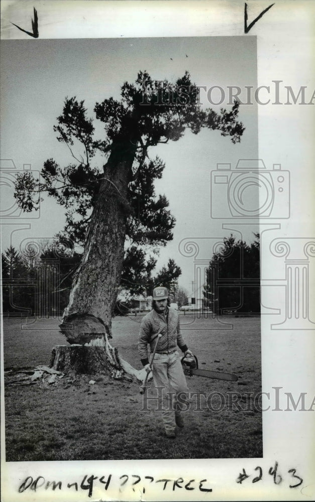 1983 Press Photo Vancouver Barracks fir-cut down - orb78546- Historic Images