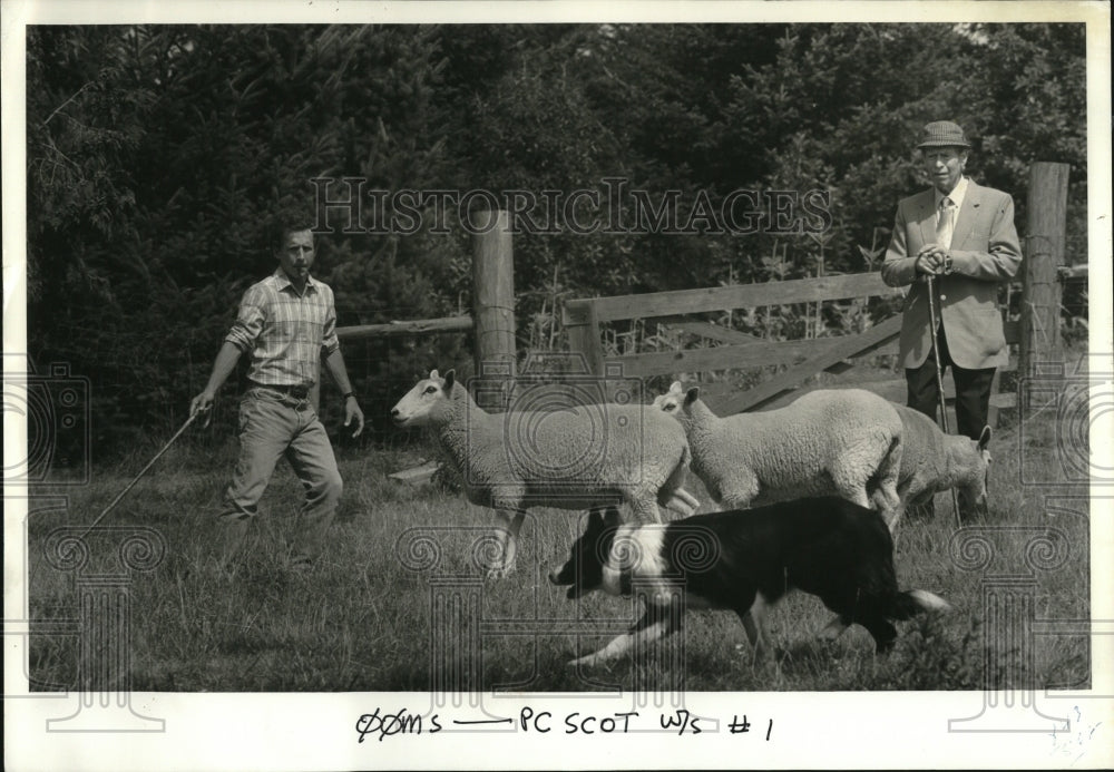 1986 Press Photo Rob Lewis and Malcolm MacLeod at sheep dog trialing competition- Historic Images