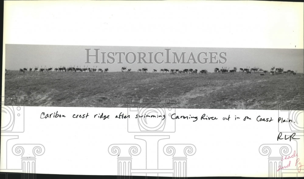 1991 Press Photo Caribou crest ridge after swimming at Canning River- Historic Images