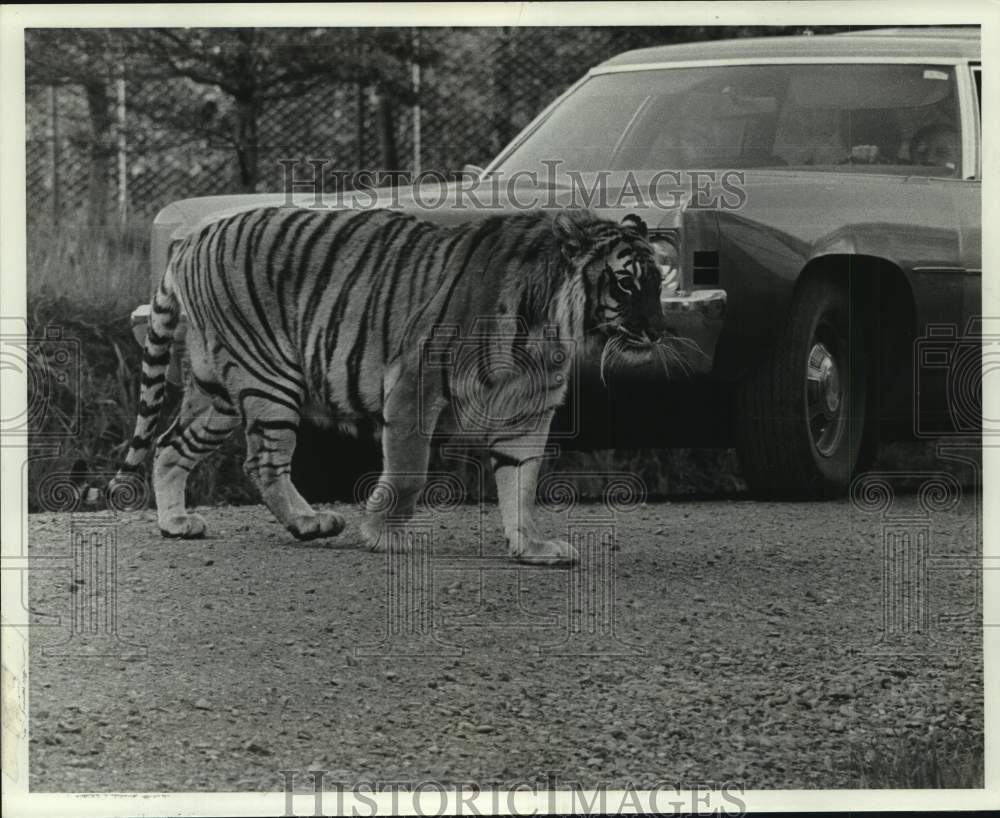 1975 Press Photo Free tiger roaming in Wildlife Safari, Oregon - pia00268- Historic Images