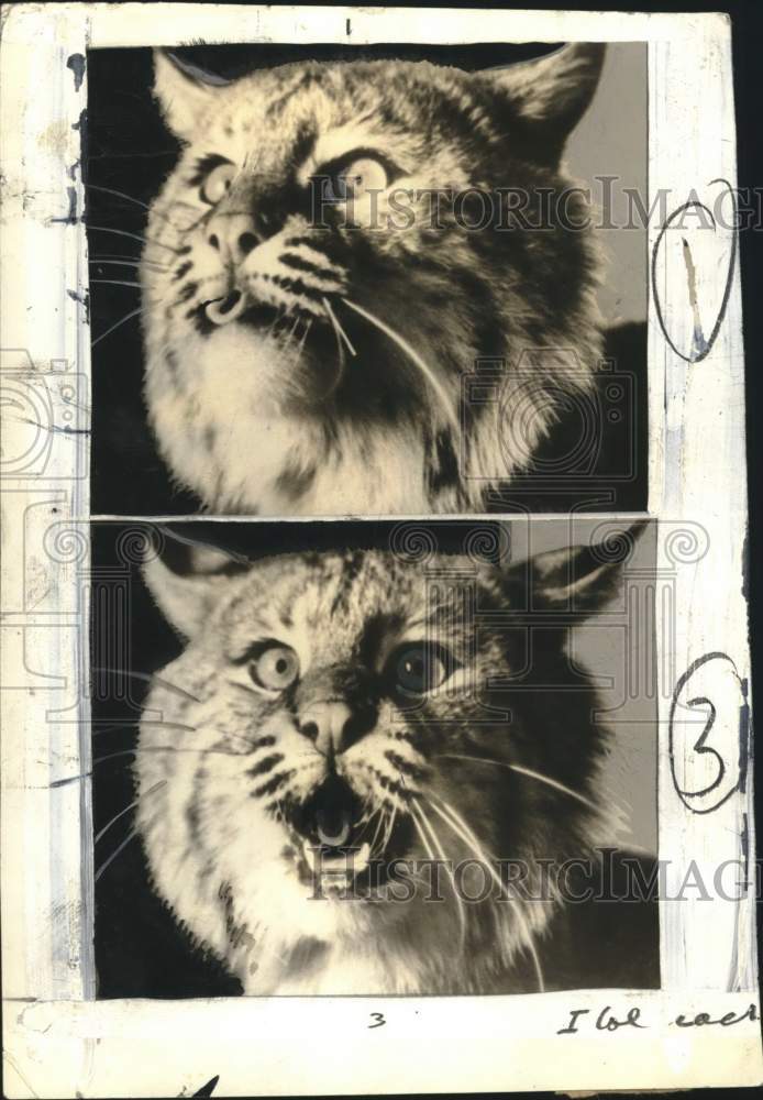 1935 Press Photo American wildcat's expressions in a movie scene in New York