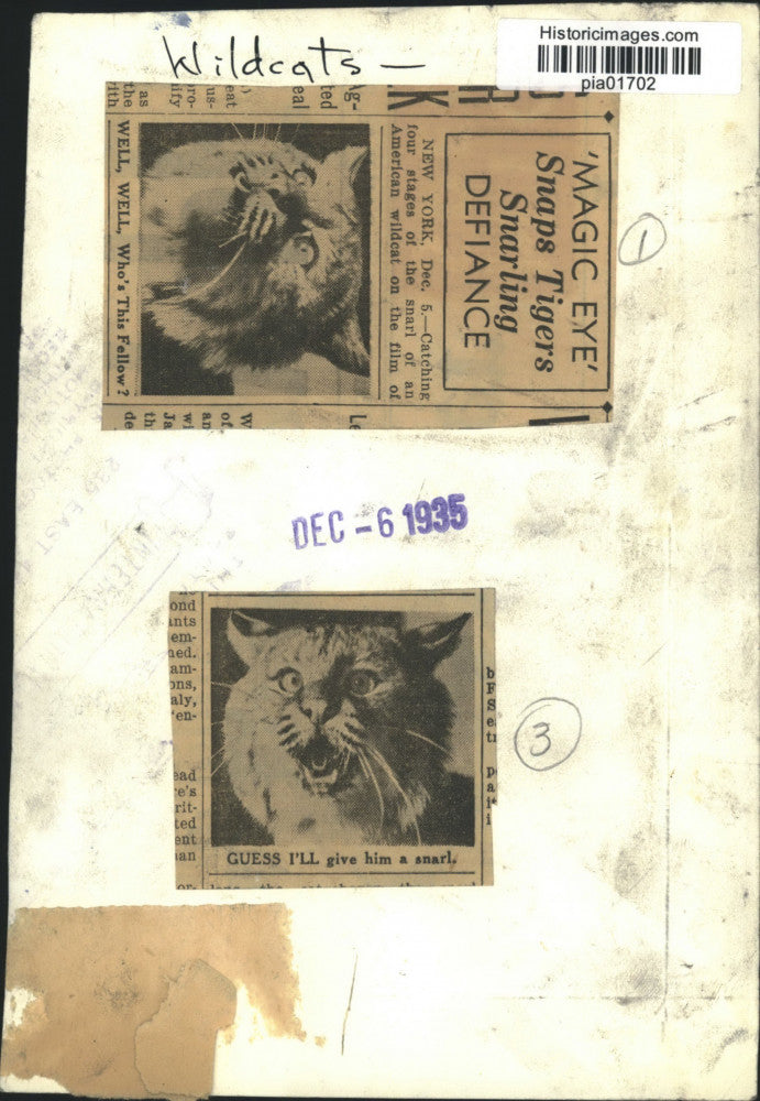 1935 Press Photo American wildcat&#39;s expressions in a movie scene in New York