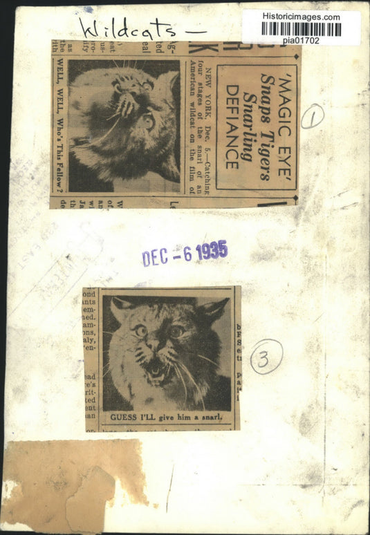 1935 Press Photo American wildcat's expressions in a movie scene in New York
