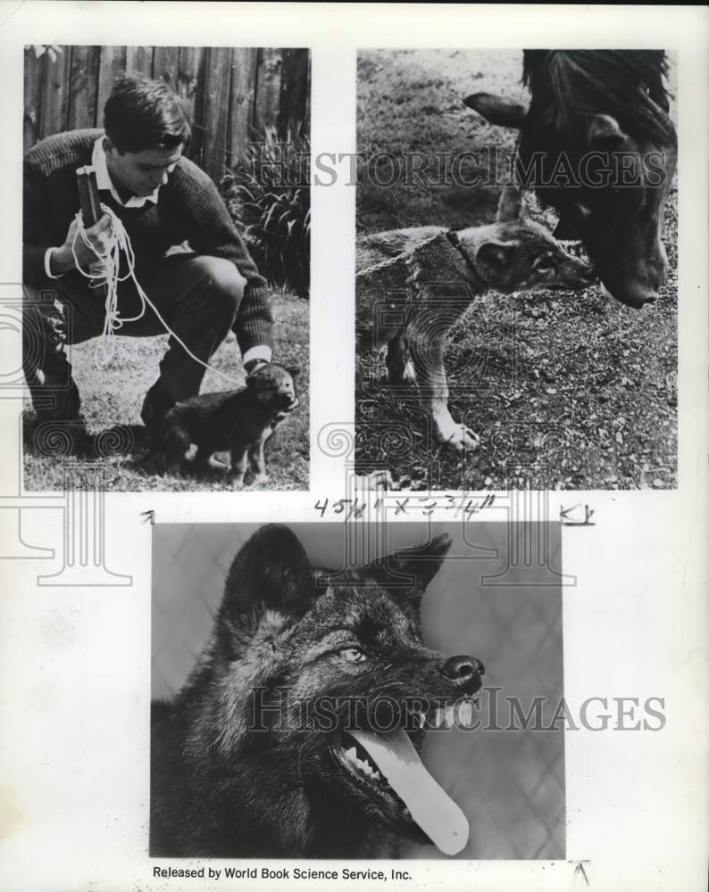 1967 Press Photo Timber Wolf in various stages of growth - pia02949