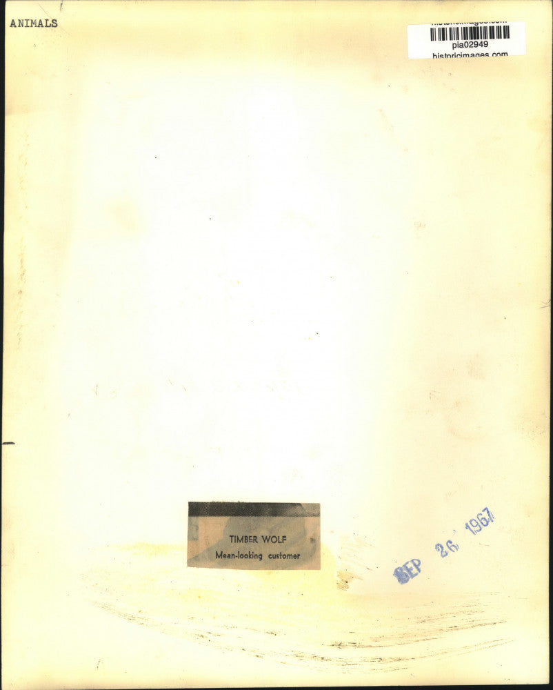 1967 Press Photo Timber Wolf in various stages of growth - pia02949