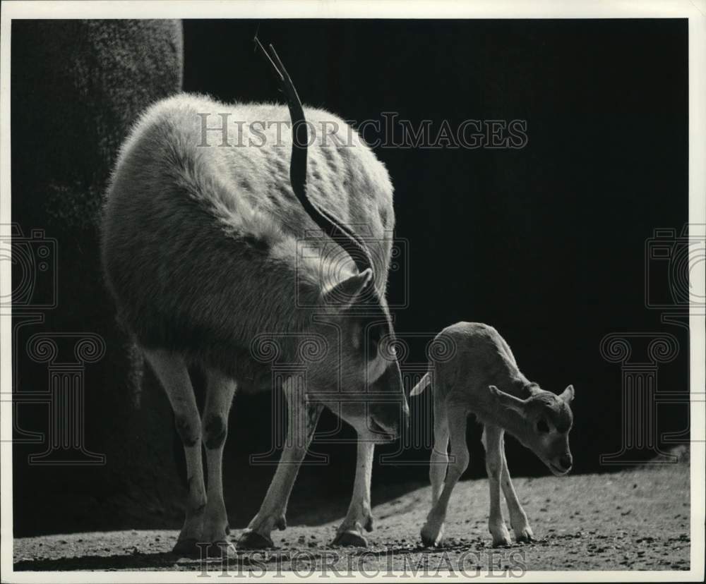 1975 Press Photo Antelope with Calf - pia03442
