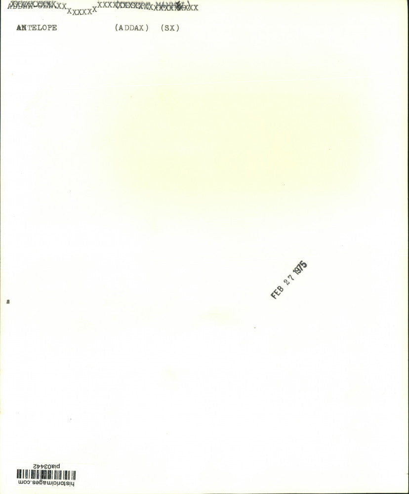 1975 Press Photo Antelope with Calf - pia03442