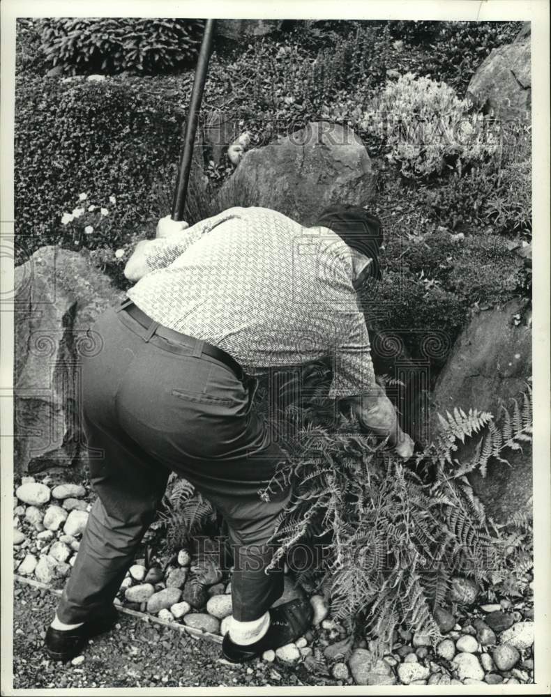1977 Press Photo Man Pulling Fern in Garden - pia04253